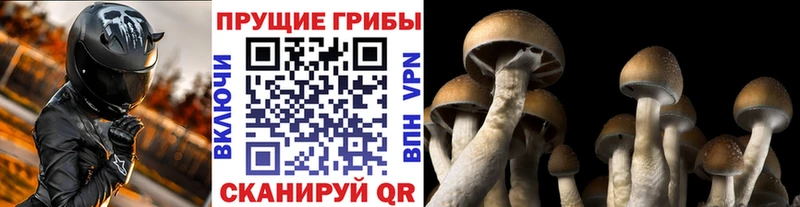 Галлюциногенные грибы Psilocybine cubensis  Купить закладки  Лысьва 